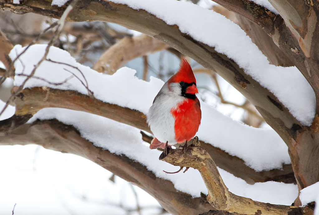 Photograph of a cardinal with male-typical red feathers on one side and more drab, female-typical feathers on the other.